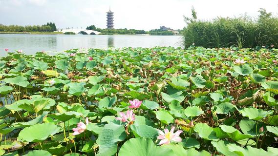 盛夏时节，胶州少海“荷”你有约